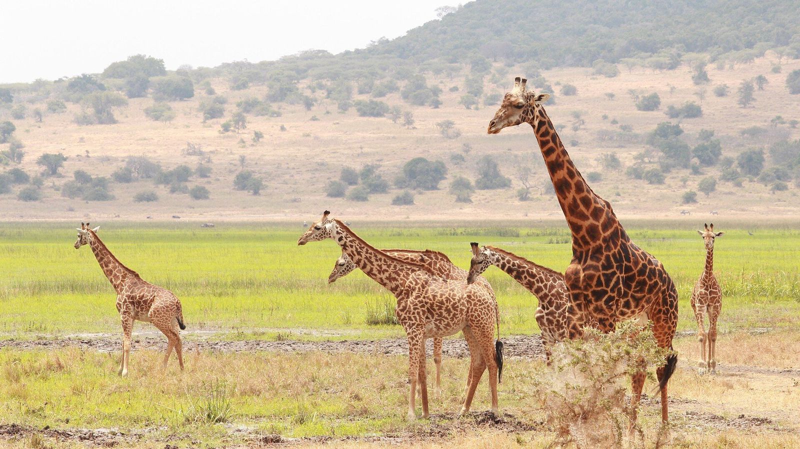 Akagera, Rwanda