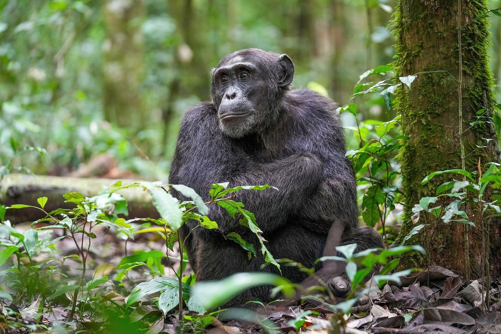 Kibale Forest, Uganda