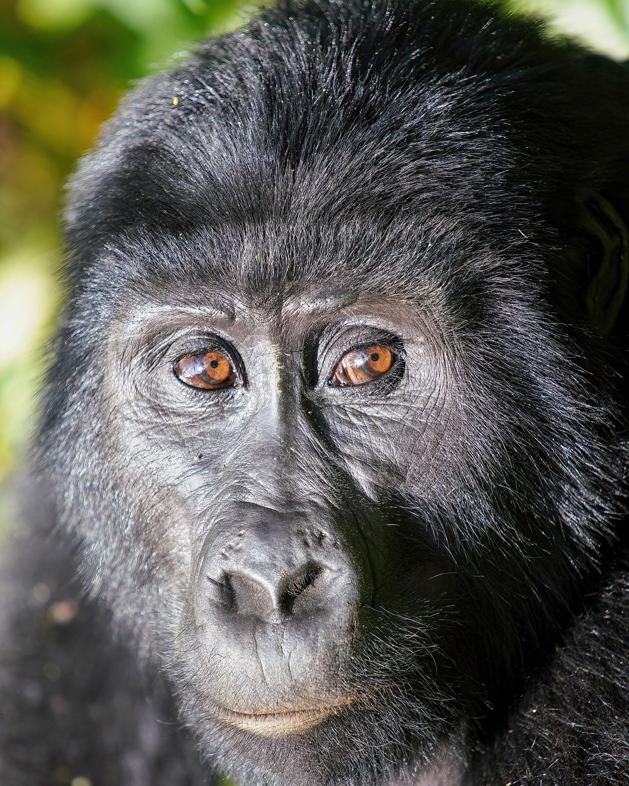 Bwindi Impenetrable, Uganda