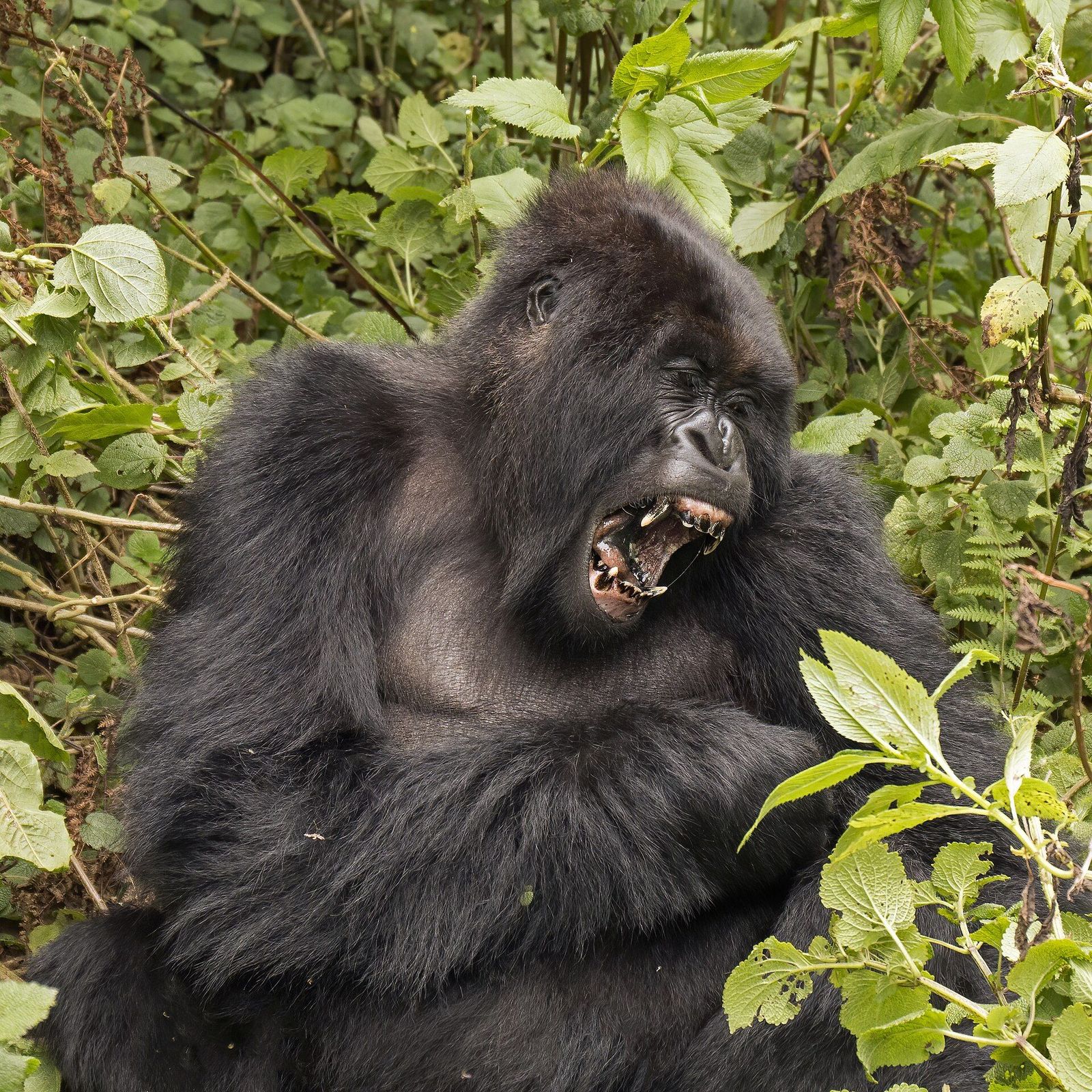 3-Day Rwanda Luxury Gorilla Trek