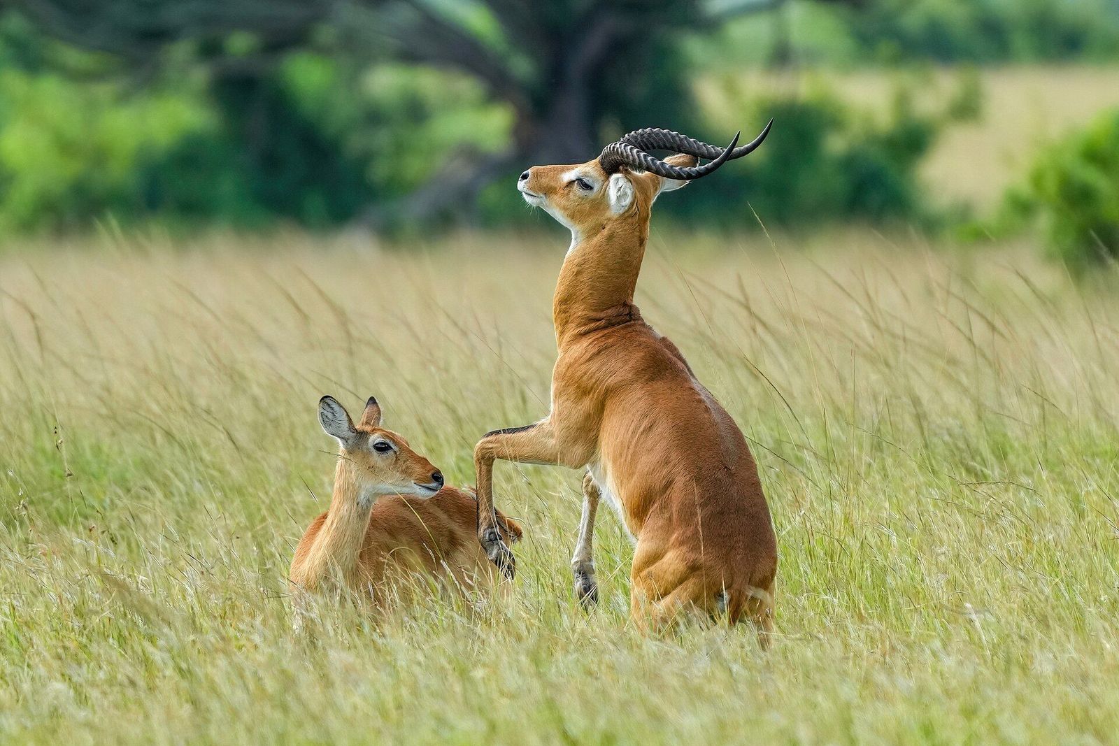 Lake Mburo, Uganda