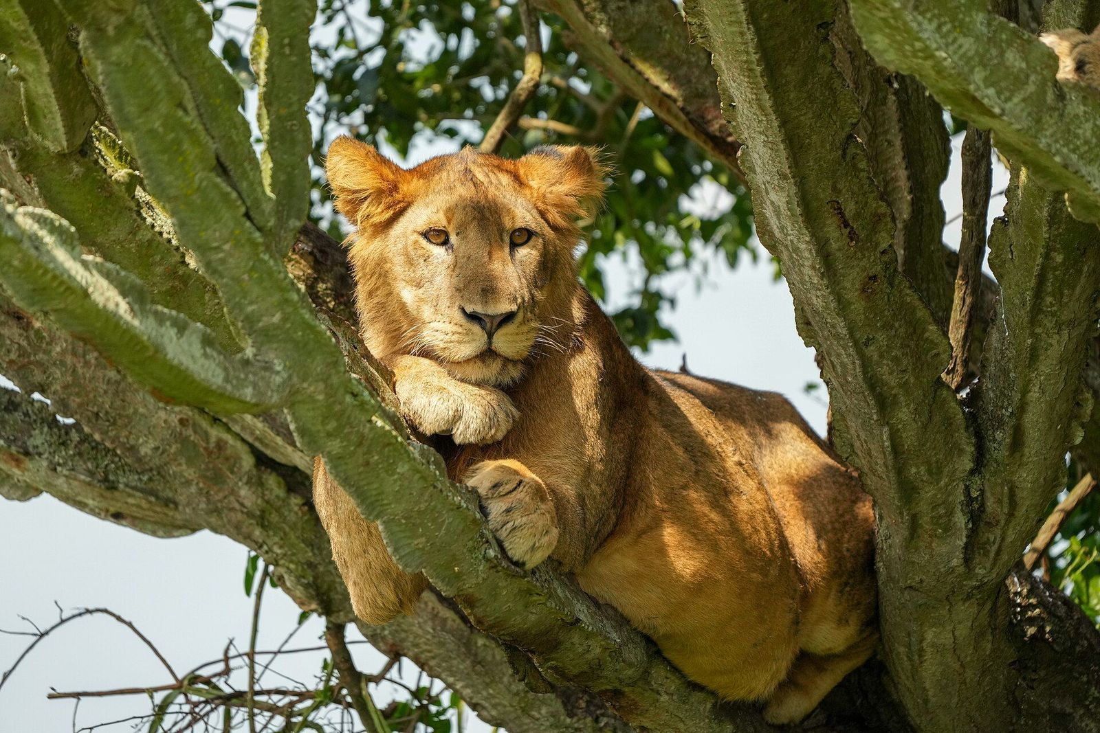 Queen Elizabeth, Uganda